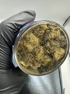 Arcadia Moonrocks premium infused cannabis flower with kief coating
